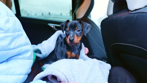 a small miniature pinscher puppy appears slightly tired while sitting in a car