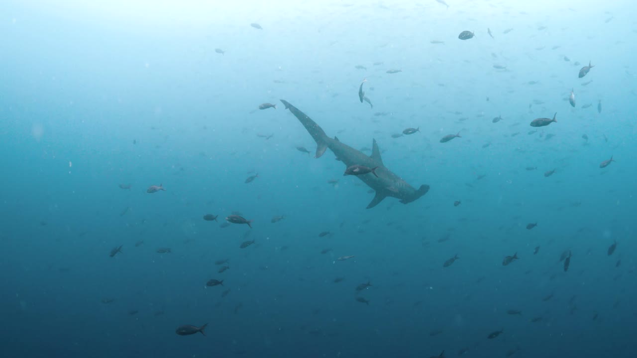 el tiburón martillo se mueve lentamente en el arco de darwin en las islas galápagos.