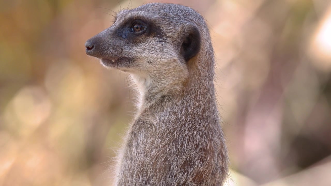 Perfil em close-up de um suricate em pé, observando os arredores sob a luz solar natural e brilhante.