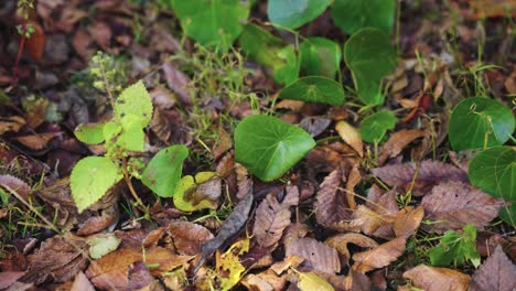 4k adorable little forest crab hides behind leaf on ground in japan