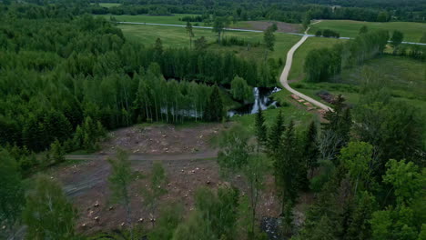 Aerial-drone-forward-moving-shot-over-a-felled-forest-trees-along-with-uprooted-trees-for-construction-or-agricultural-needs-beside-a-rural-path-dat-daytime