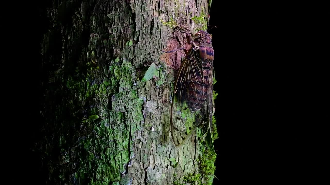 esta cigarra gigante trepando un árbol en la noche, megapomponia intermedia, encontrada en las selvas de tailandia