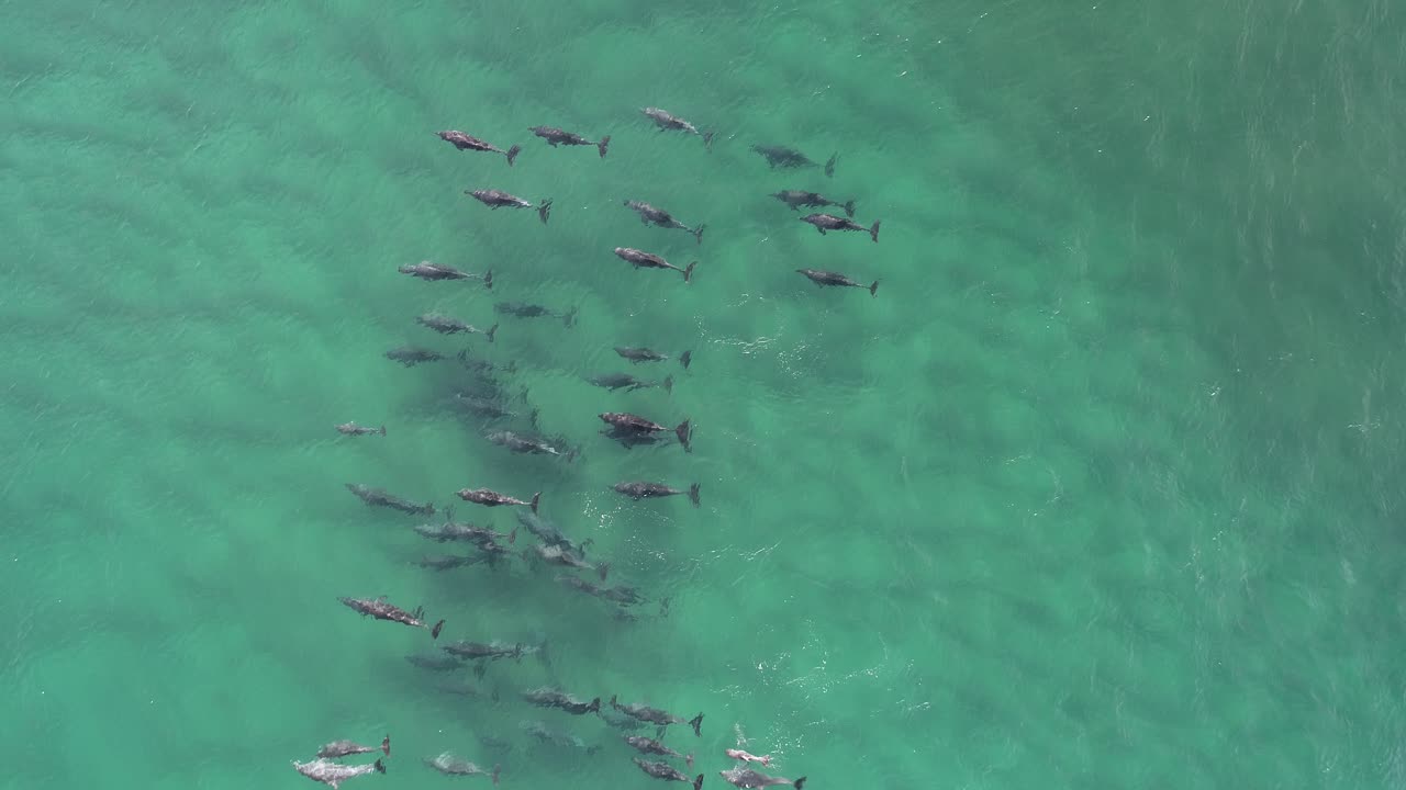 Dolphins cruising in a beautiful relaxing blue water.