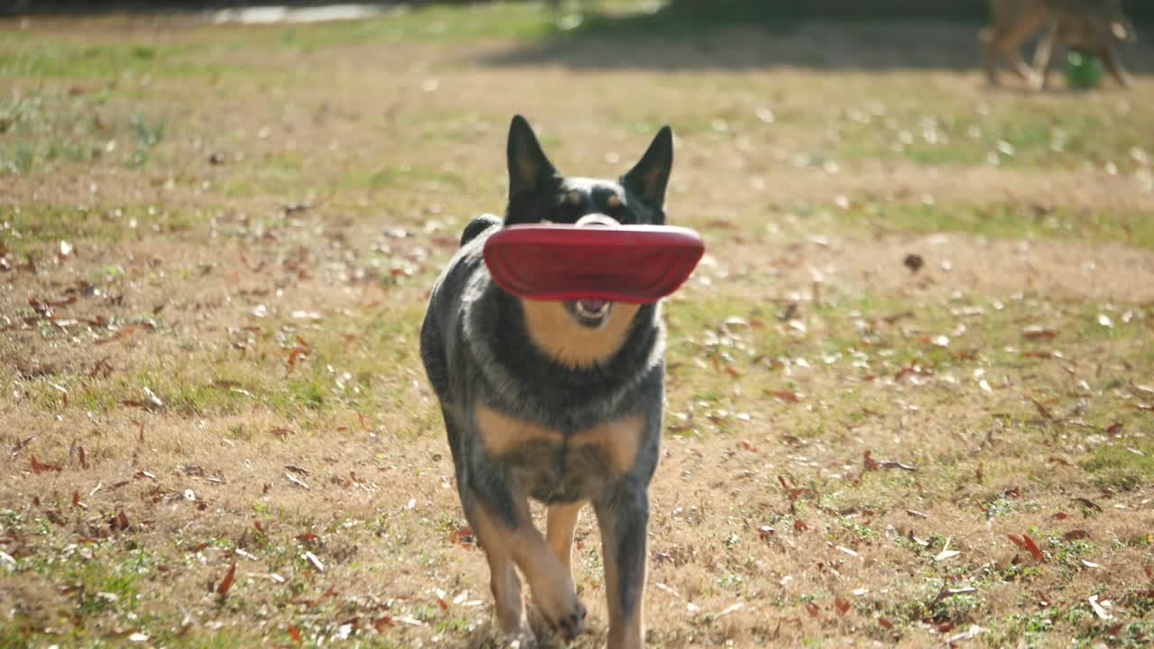 오스트레일리아 가축 개 강아지 가 구 에 빨간 프리스비 를 들고 마당 에서 달리고 있다