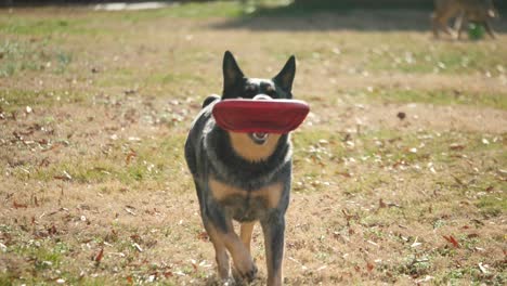 australian cattle dog puppy running in yard with red frisbee in muzzle