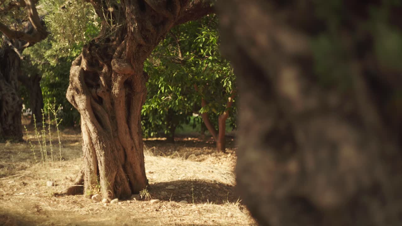 건조한 건조한 풍경, 정적 자연 배경에 knotted gnurled 지중해 나무