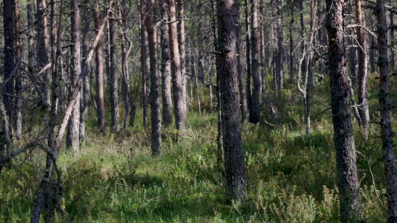 Rawa Hutan Pinus yang Tenang