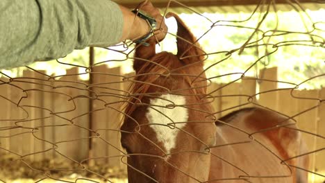 Close-up-of-hand-petting-brown-horse-in-stable