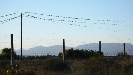 cientos de estorninos europeos encaramados en cables de servicios públicos luego vuelan en un murmullo sincronizado sobre una carretera y montañas en el fondo
