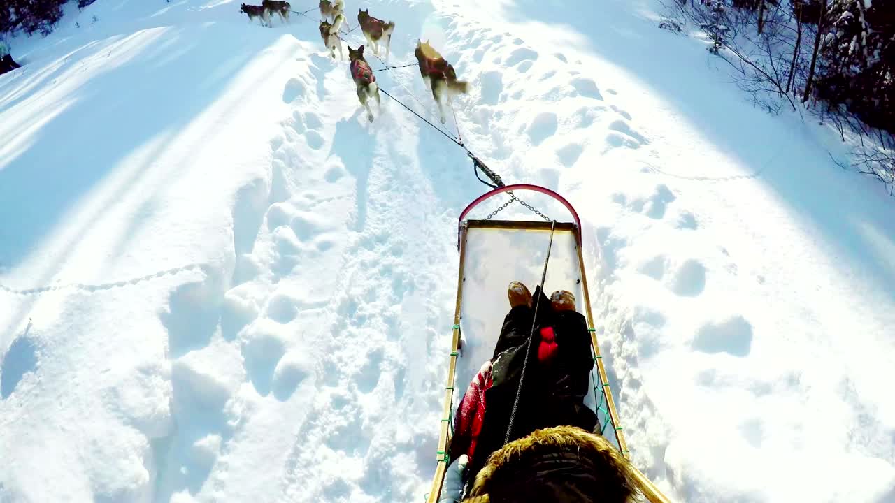 Hundekjører kjører slede