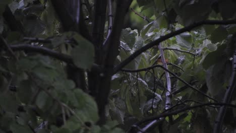 大雨在高高的绿树上