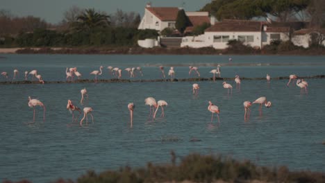 Una-Multitud-De-Flamencos-Rosas-Vadean-El-Agua,-Con-Casas-Residenciales-Al-Fondo