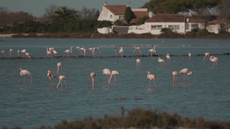 una multitud de flamencos rosados están vadeando a través del agua, con casas residenciales en el fondo