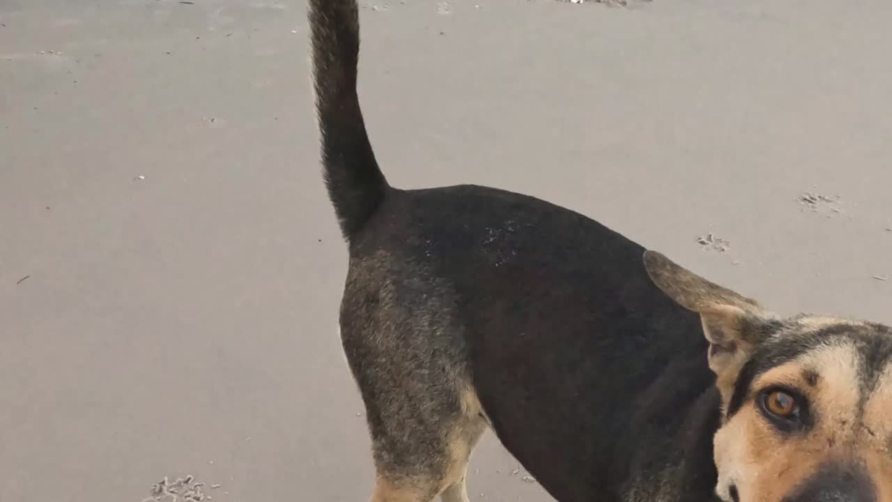 A playful brown and black dog explores a sandy beach near a stone wall