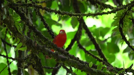 una linda tangara de verano, comiendo pequeños insectos mientras está de pie en la rama de un árbol