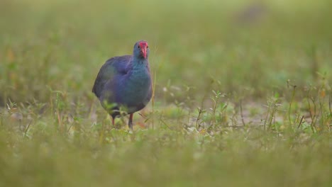 Primer-Plano-De-Gallina-De-Pantano-Con-Capucha-Gris-En-La-Mañana