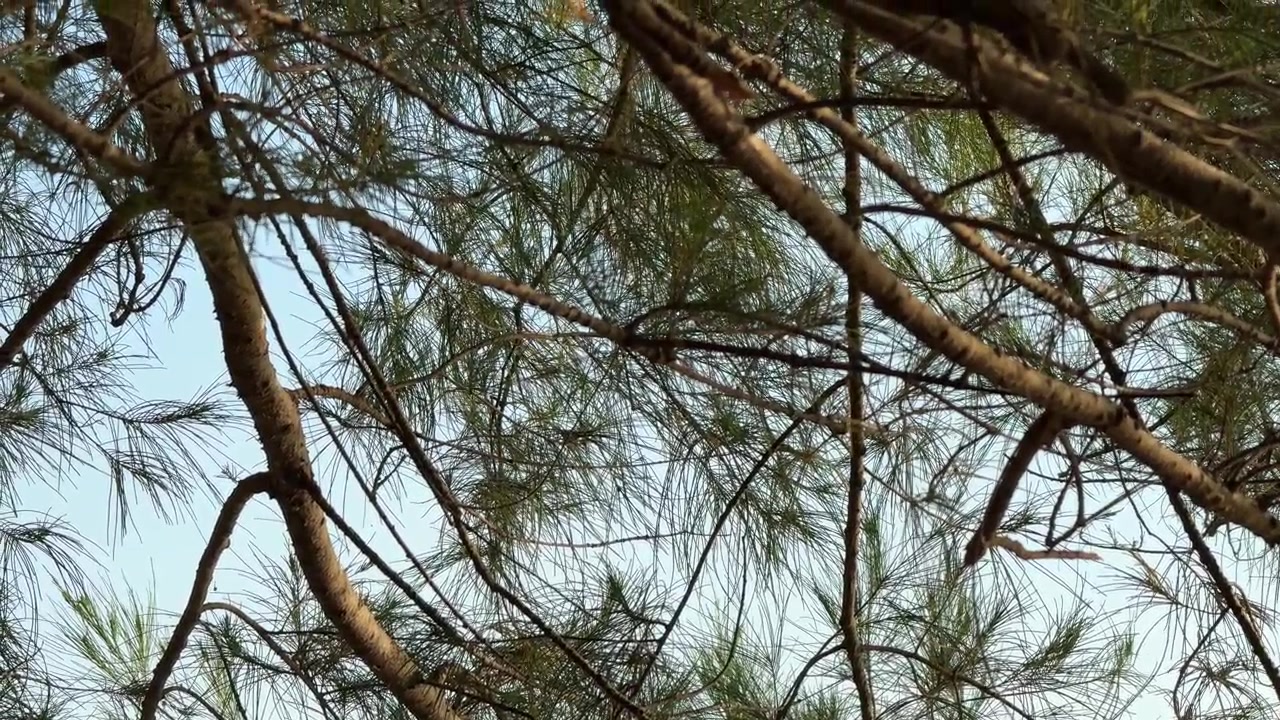 Agujas de pino verdes y ramas meciéndose contra un cielo azul claro