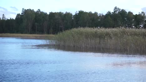 bird nesting lake in autumn