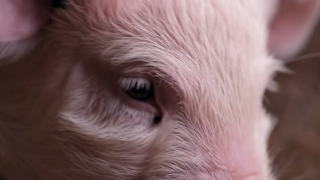 close up of a pig