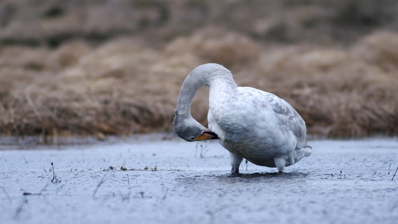 마른 풀이 범람한 초원 웅덩이에서 쉬고 있는 봄 이동 중 백조
