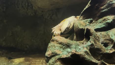 turtle underwater on a log barely moves in the enclosure in a zoo