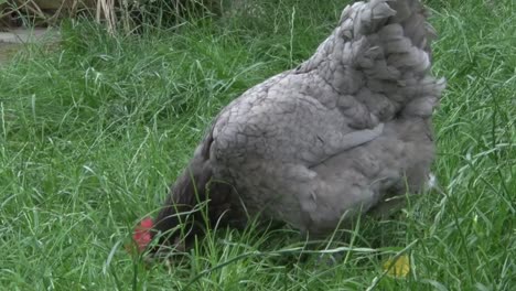 bluebelle hybrid hen foraging in long grass in garde