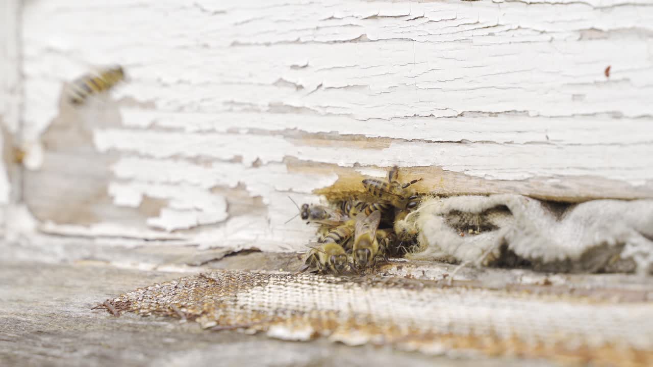 꽃가루를 모으는 벌들이 벌집에 온다.