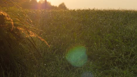 rocío en un césped verde durante la puesta del sol
