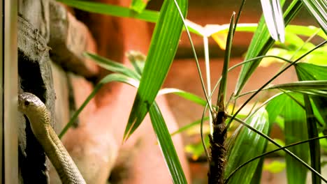 una serpiente se mueve a través de un follaje verde vibrante en un entorno tropical, con una iluminación cálida que crea una atmósfera natural y serena