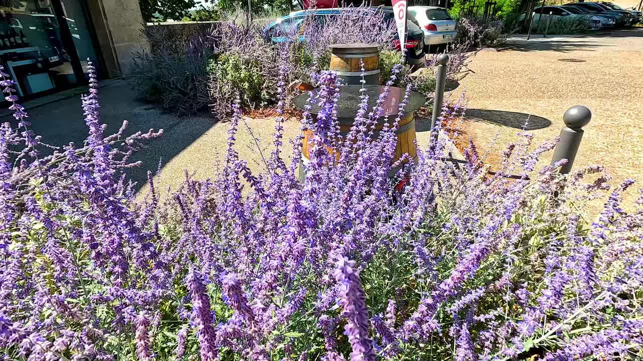 나방은 라벤더와 셀지 식물 사이에서 날아다닙니다.