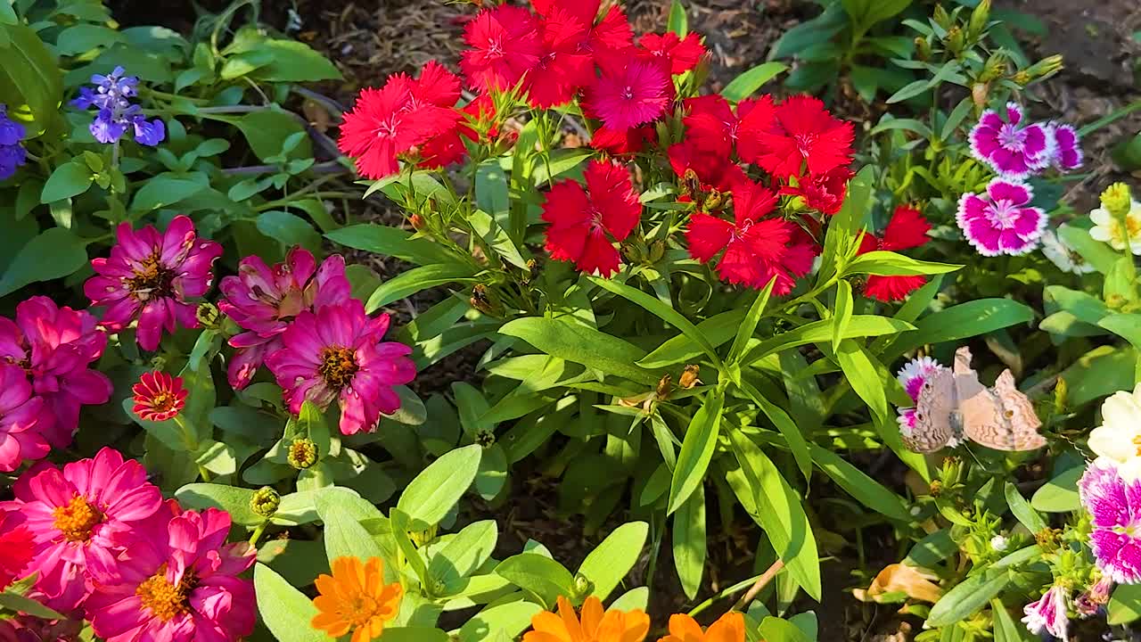 A vibrant array of red, orange, purple, and white flowers flourishing in a sunlit garden setting.