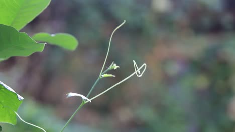 靠近,小綠色植被輕輕地吹在風中