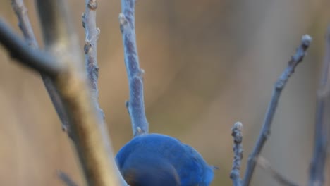 bright blue and orange bird looks at camera, perched on a branch, male eastern bluebird