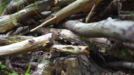 Pan-left-on-a-stack-of-rotten-dry-deadwood-on-the-ground-in-the-untrodden-forest,-dead-tree-branches,-low-angle-of-view-close-up