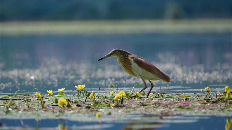 Una sgarza ciuffetto si aggira lentamente attraverso la vegetazione galleggiante punteggiata da piccoli fiori gialli in una tranquilla zona umida d'acqua dolce