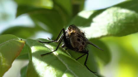 una mosca chupa en una hoja verde y vuela en cámara lenta