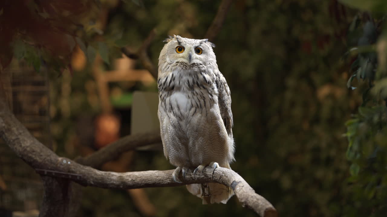 retrato de una linda lechuza blanca euroasiática girando la cabeza y mirando a su alrededor mientras se sienta en una rama de árbol