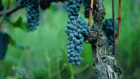 primer plano uvas vino tinto uvas maduras