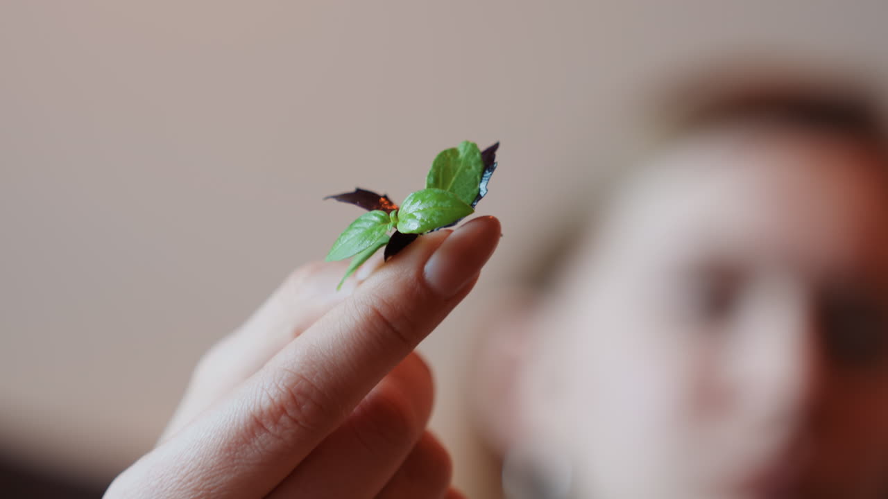 Fingerspets håller en liten myntakvist, suddig person i bakgrunden inspekterar örten, subtil bokeh och varmt inomhusljus, fokuserad smakgest med modern livsstilskänsla och delikat komposition.