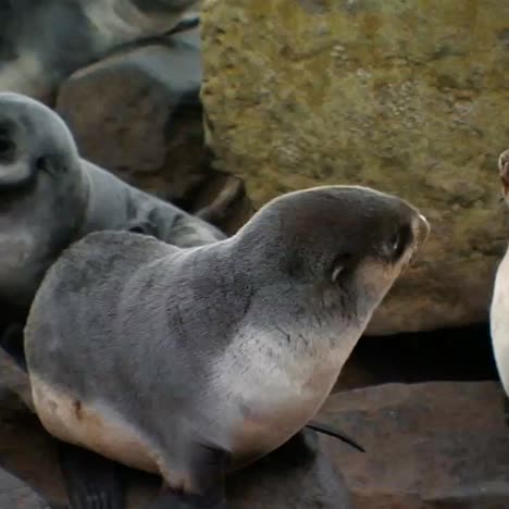 Cachorros-De-Lobo-Fino-Del-Norte-Colgando-De-Las-Rocas-Cerca-De-La-Playa-En-Las-Islas-Pribilof