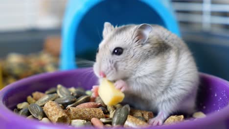 cute dwarf hamster eating a treat inside its colorful cage.