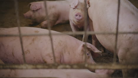 pigs in a farm pen