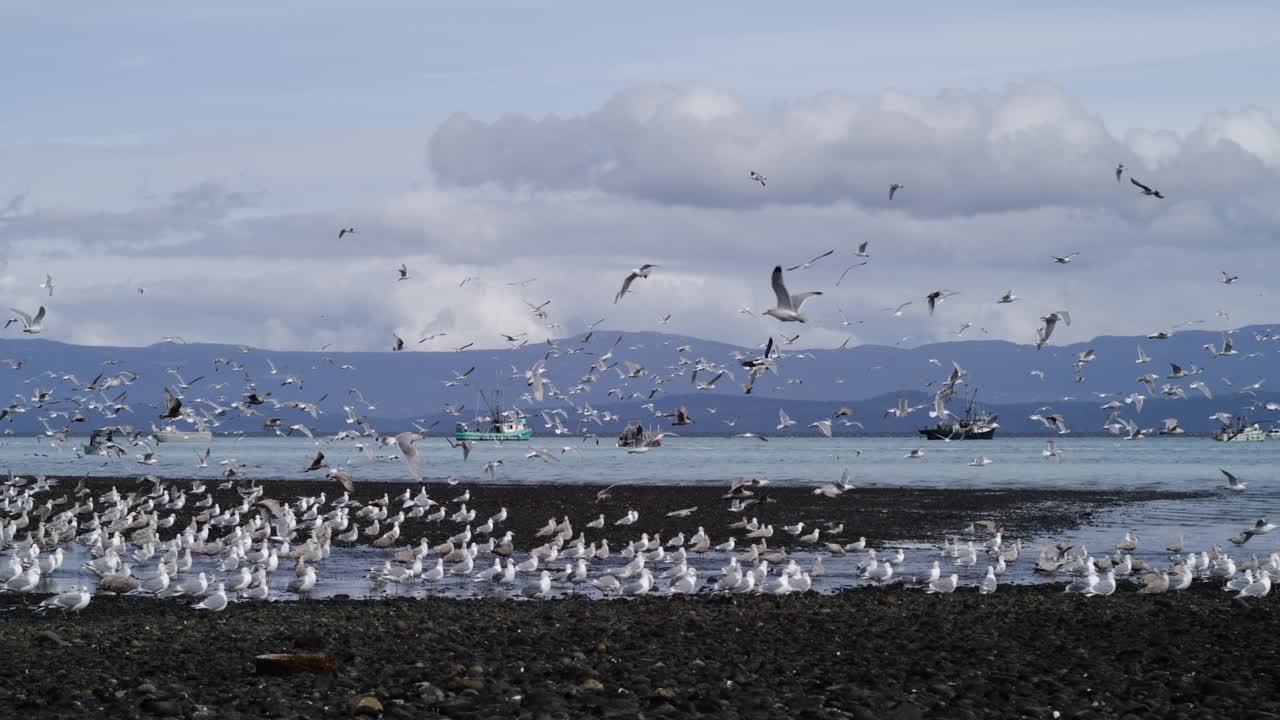 Gulls flying in slow motion during the herring spawn on Vancouver Island.
