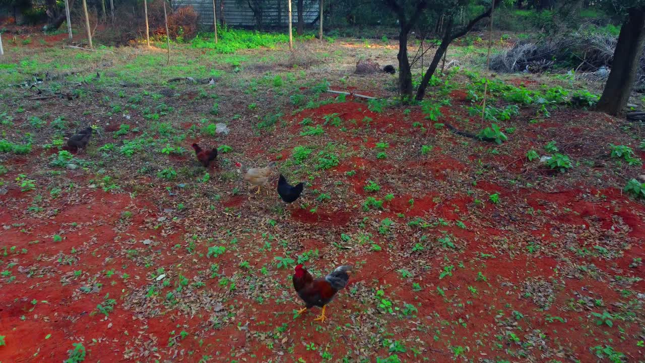 자연 속에서 자유롭게 걷는 닭과 수탉