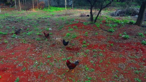 chickens and cocks walking freely in nature