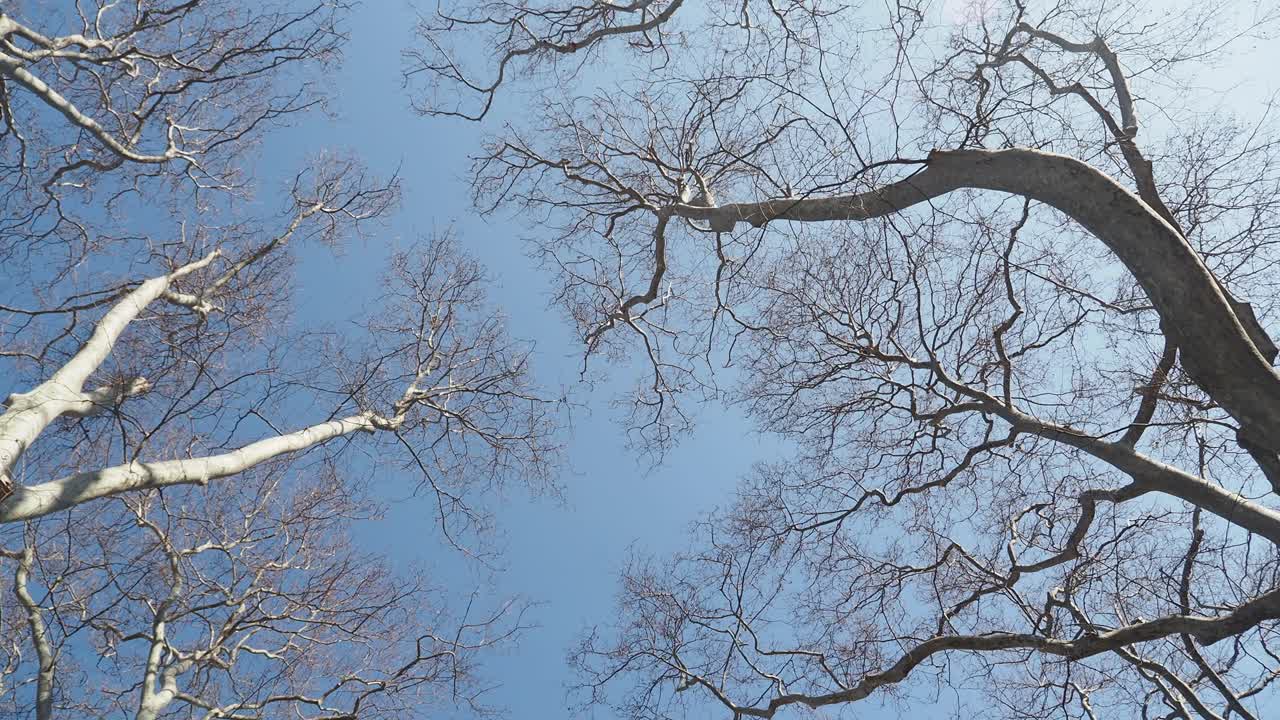 голые деревья на фоне голубого неба