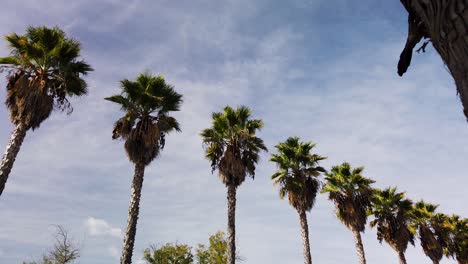 washingtonia filifera fan palm trees in row with blue sky and wispy clouds