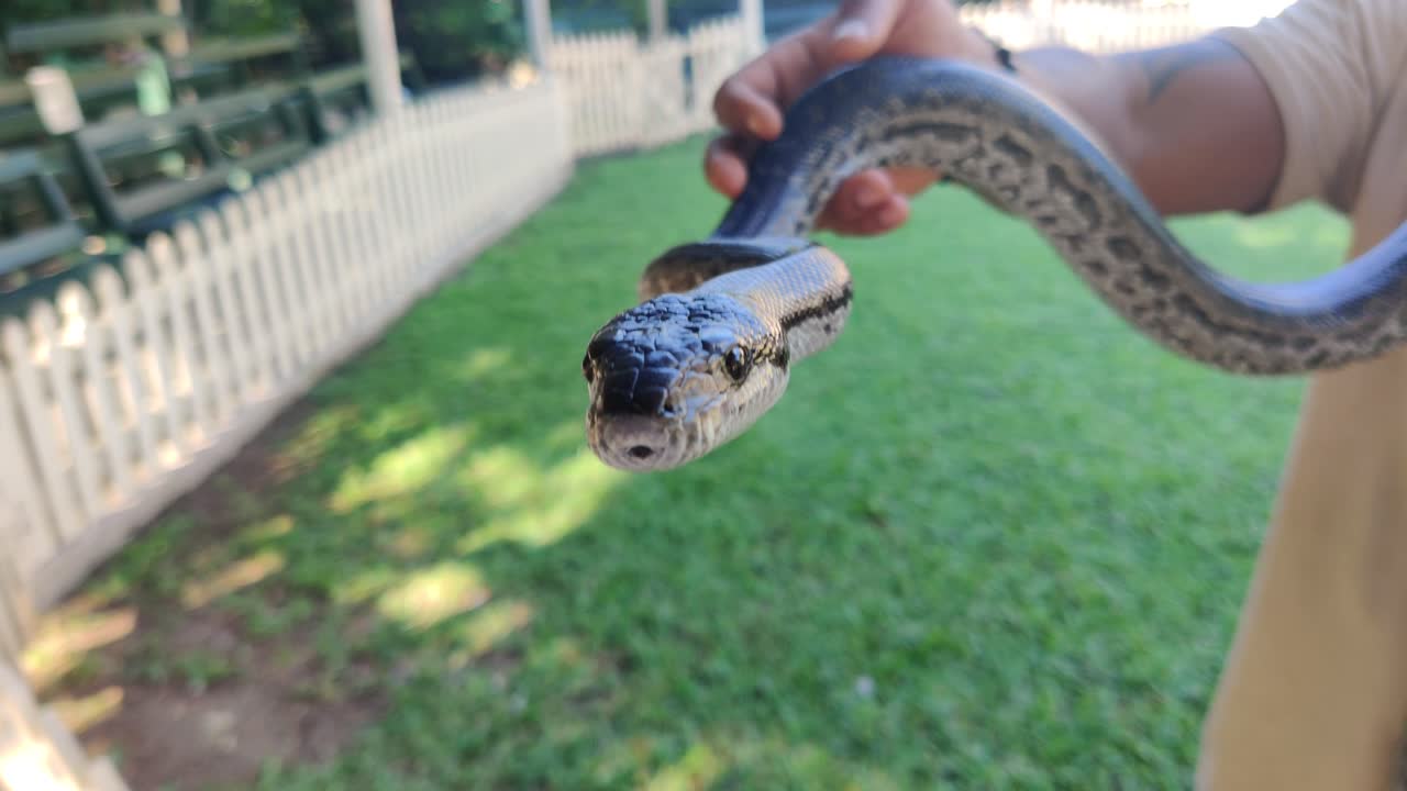 Close-up of a Person Holding a Python Snake