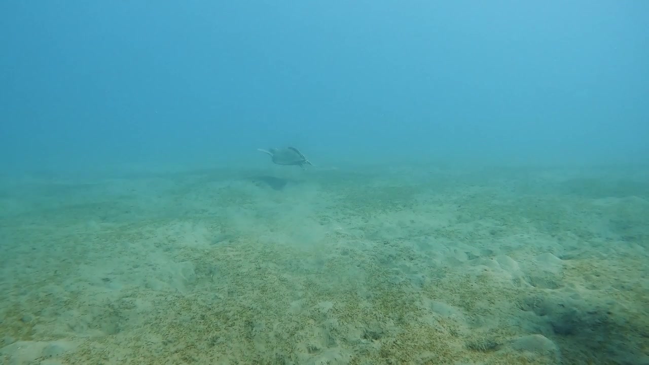 Skildpadde svømmer yndefuldt over den sandede havbund i Det Røde Hav ved Marsa Alam. Fredfyldt havoplevelse, der fanger vildt havliv