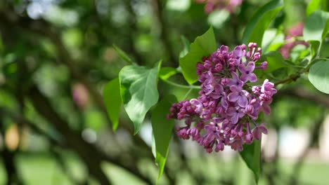 el lilas en flor contra el telón de fondo de un caleidoscopio de colorido resplandor del sol.